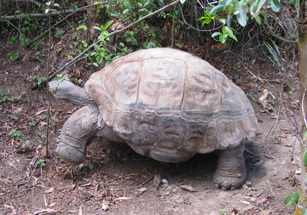 These Galapagos tortoises are big.