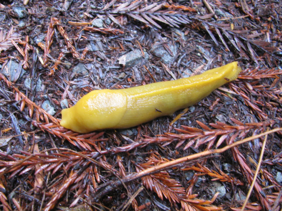 Banana slug. They can grow up to about a foot long.
